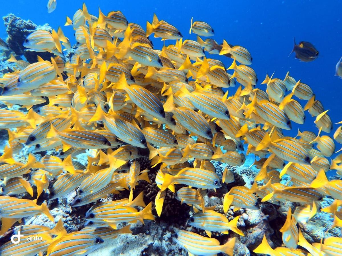 Hiraeth Island Home Guraidhoo  Bagian luar foto