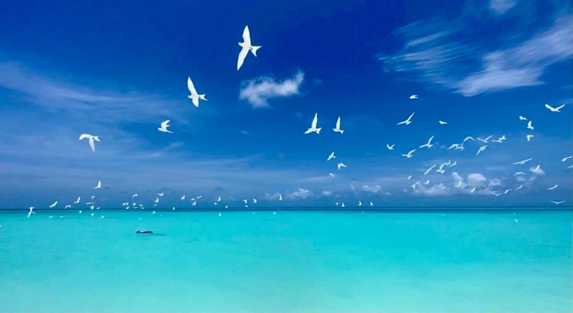 Hiraeth Island Home Guraidhoo  Bagian luar foto